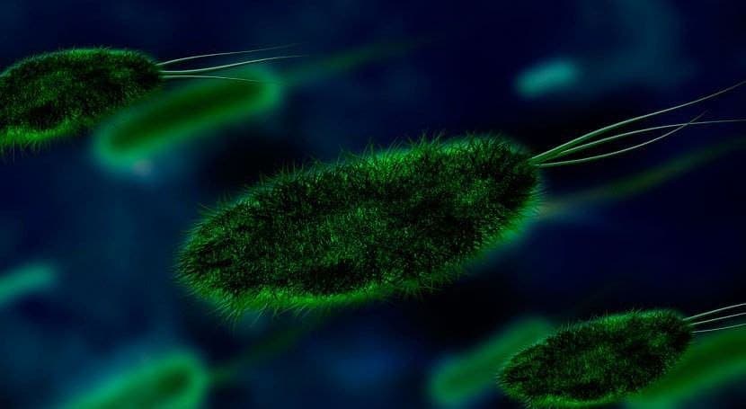 El calentamiento global podría convertir a los microbios del plancton en una seria amenaza