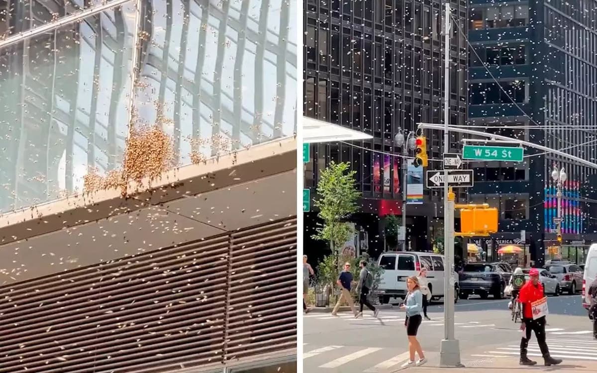 Video: Miles de abejas invaden Times Square, Nueva York