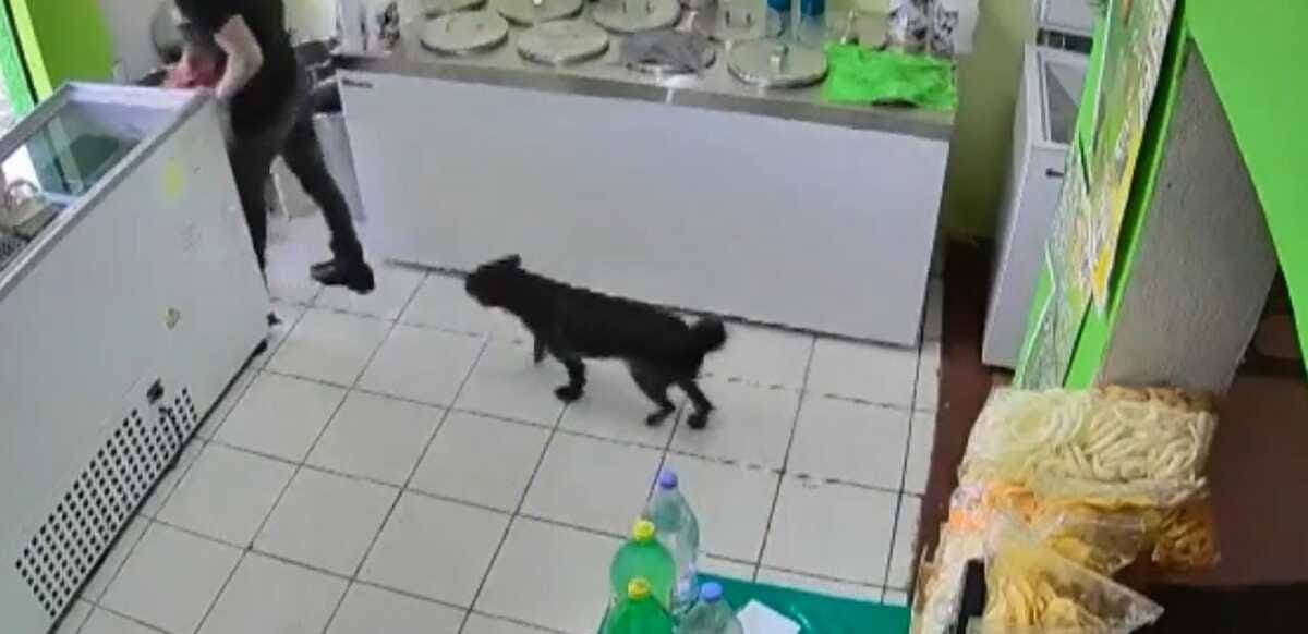 VIDEO: Graban a hombre que roba negocio junto a su perro en Jalisco