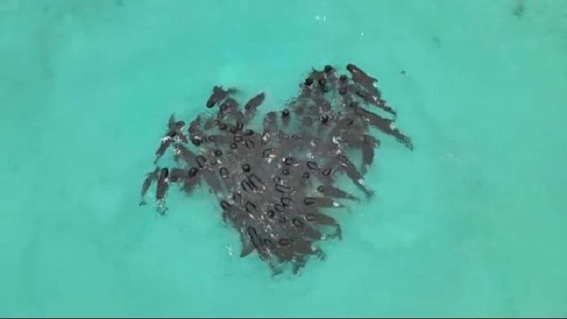 Video: Mueren más de 50 ballenas varadas en Australia