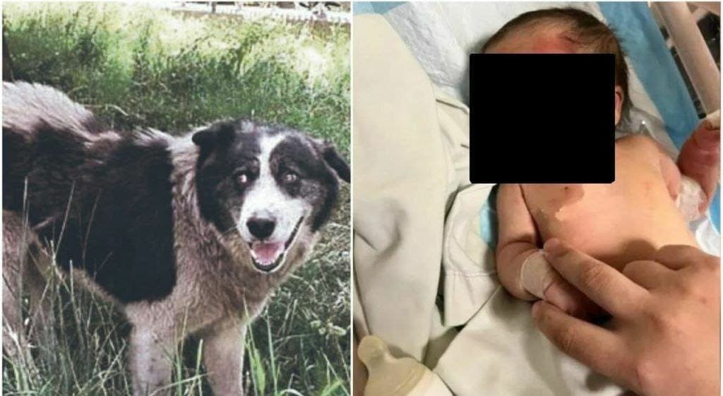 Perro callejero salva a bebé que abandonaron dentro de una bolsa de basura