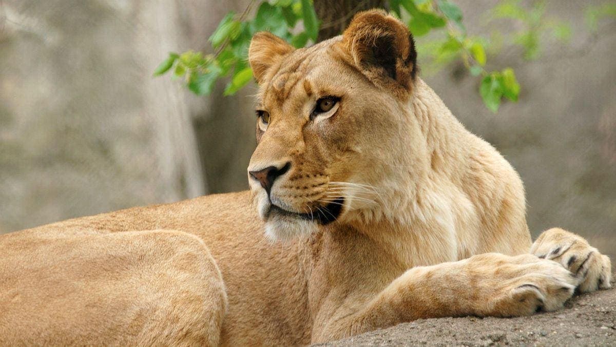 VIDEO: Leona suelta paraliza Berlín; policía pide a los ciudadanos que se queden en casa