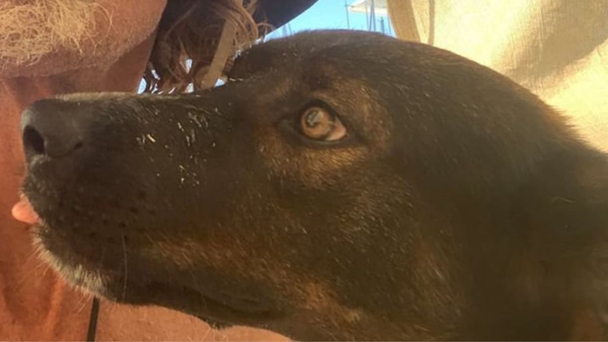 Náufrago australiano dio en adopción a perrita Bella