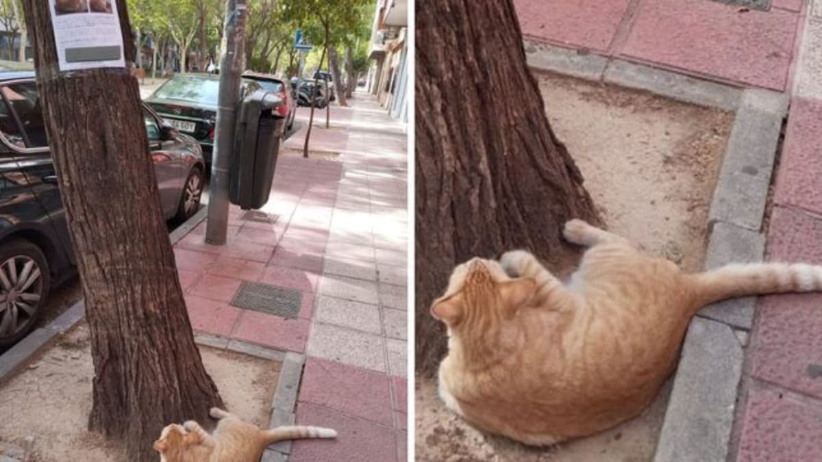 Hombre encuentra a gatito perdido mientras veía su propio cartel de "Se busca"