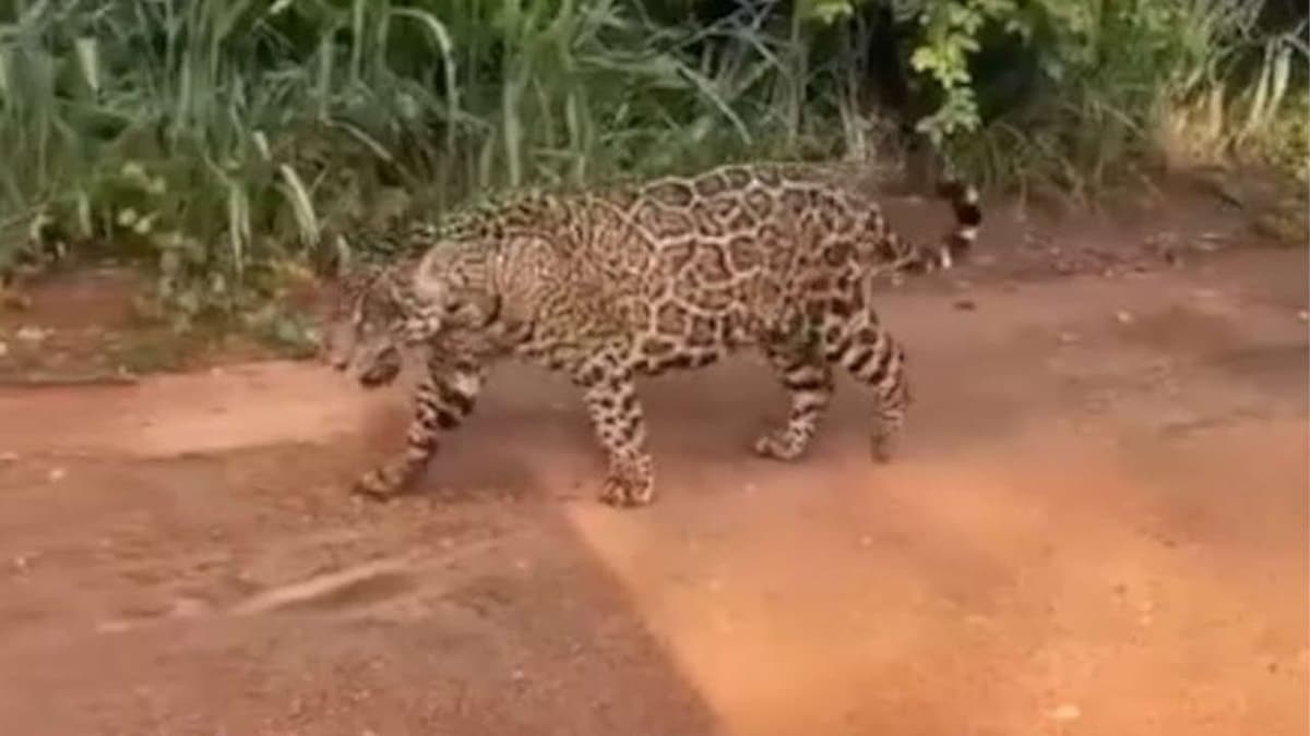 "Se ve que no eres de Quintana Roo": tunde Pedro Joaquín a Jorge Portilla por falso video de jaguar en Tulum