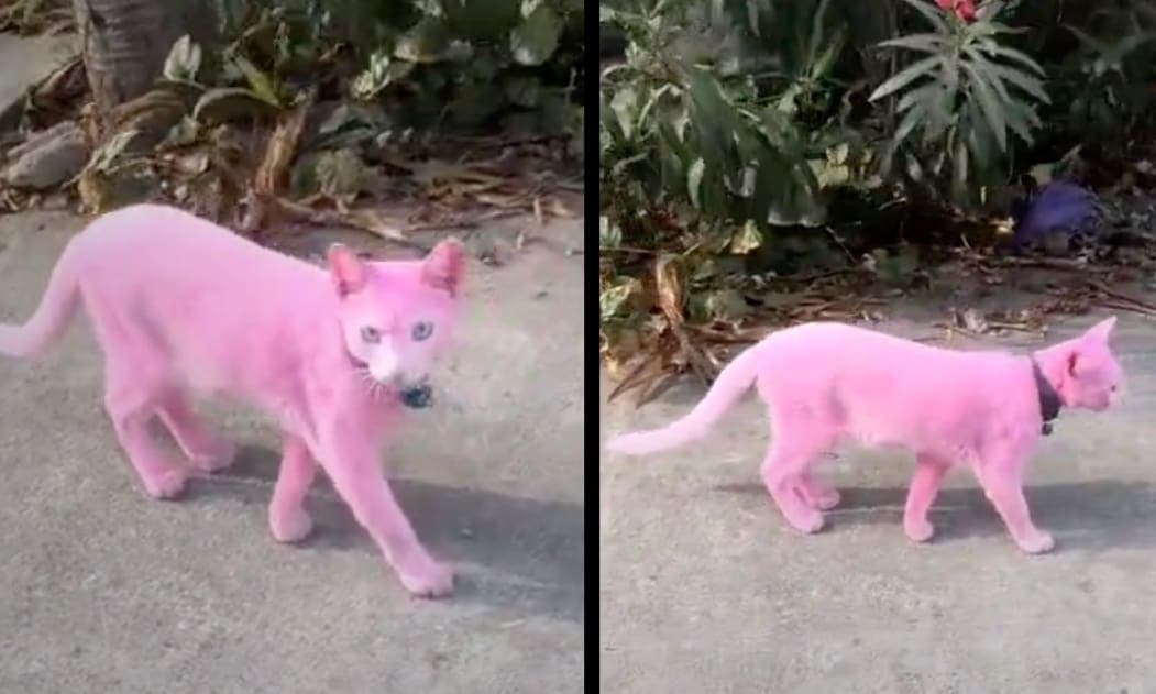 VIDEO: Gato pintado de rosa se vuelve viral y genera discusión en redes