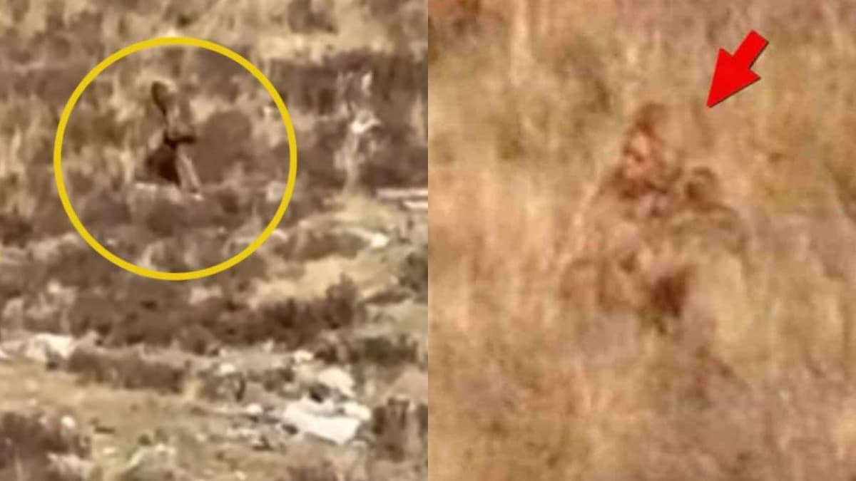 ¿Pie Grande? Extraña criatura fue captada en video en bosque de Colorado, Estados Unidos