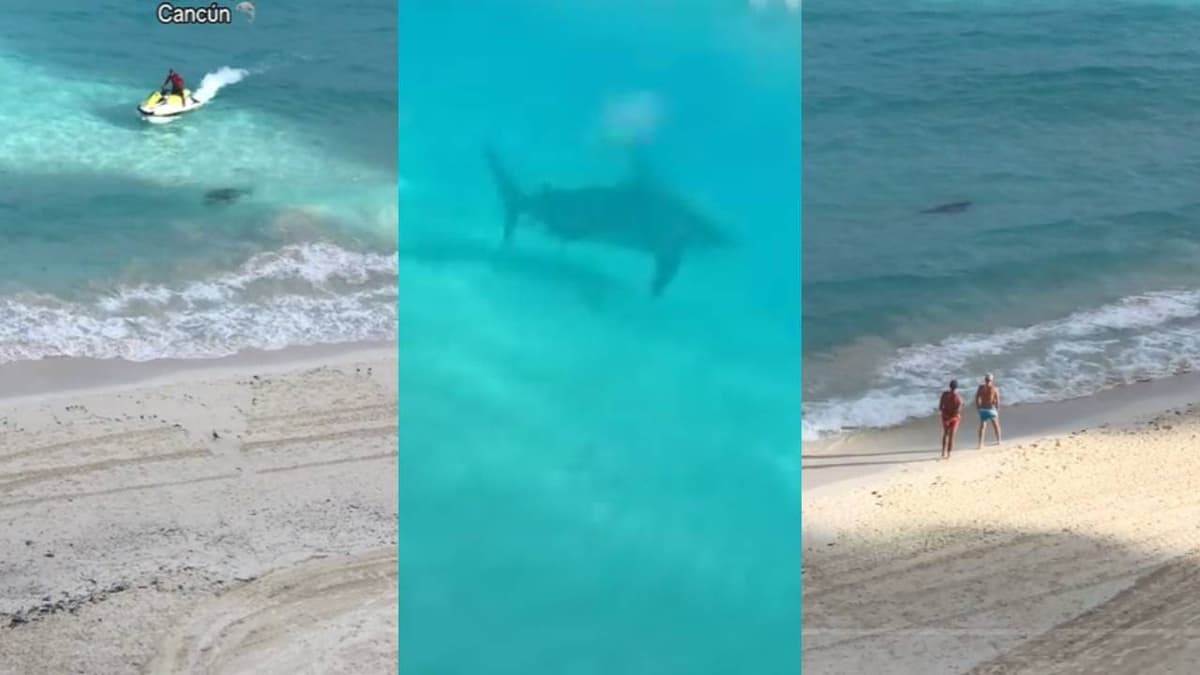 VIDEO: Captan a impresionante tiburón toro en playa Chac Mool, Cancún
