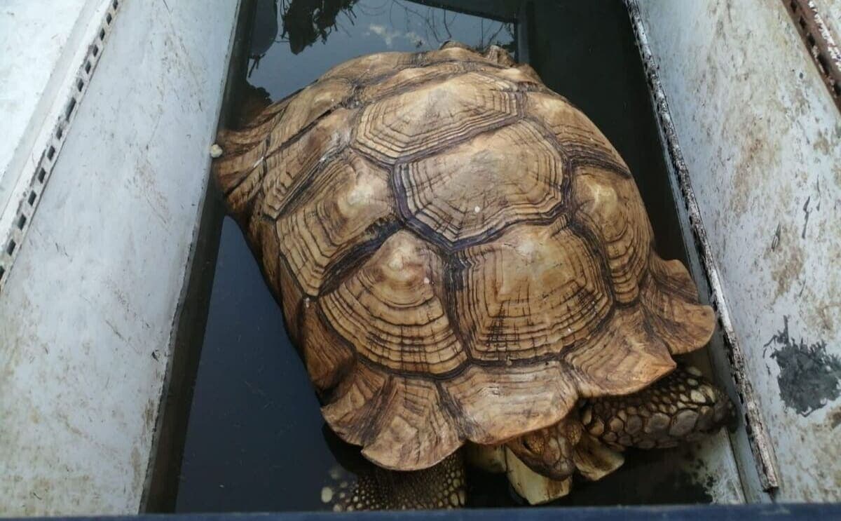Rescatan a ‘Tuta’, tortuga de 70 años extraviada en Acapulco tras paso del huracán Otis