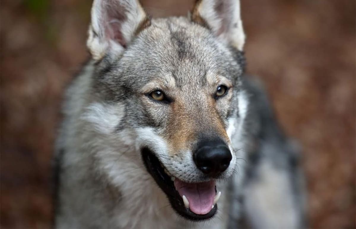 Lobo que una familia tenía como mascota, mata a su bebé de tres meses en EEUU