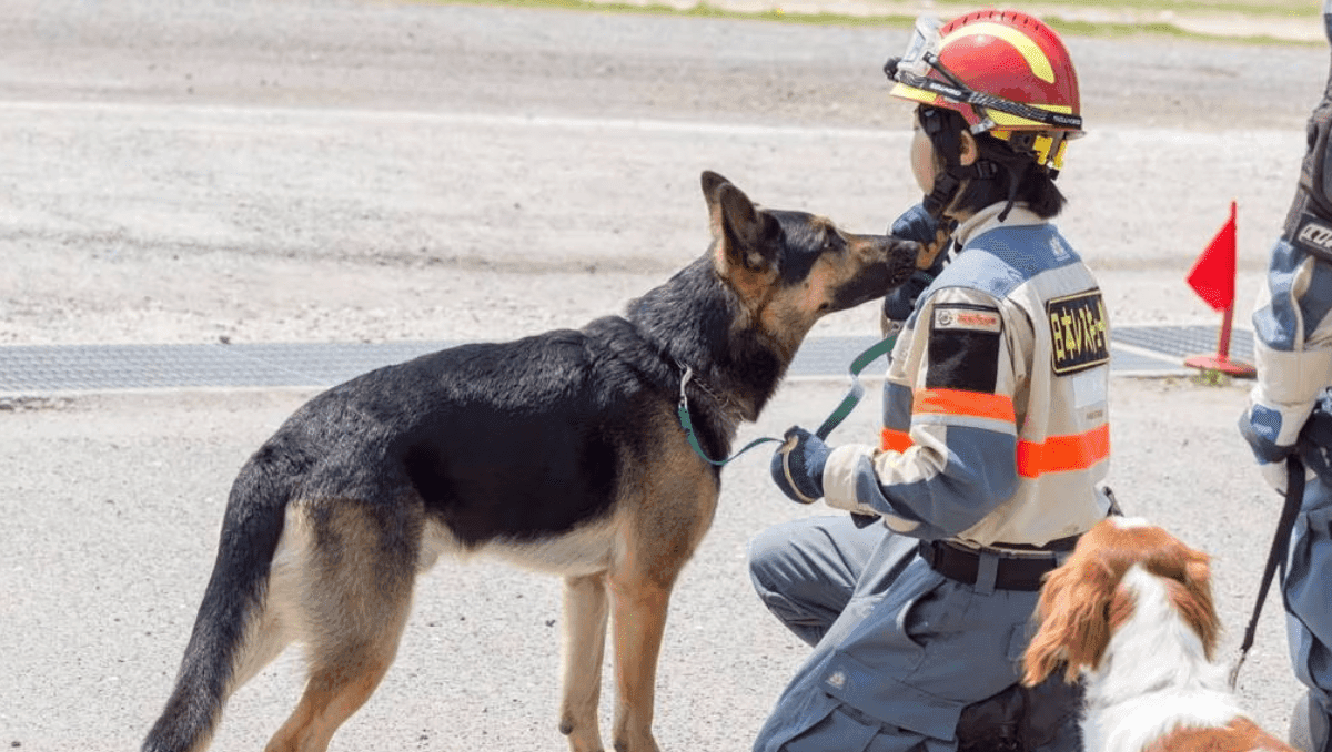 Perro rescata a abuelita atrapada en los escombros tras sismo en Japón