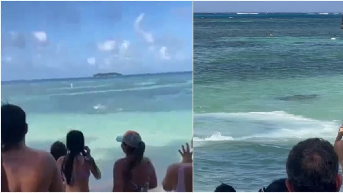 VIDEO: Captan aterrador momento en que un tiburón sorprende a turistas en el mar de Colombia