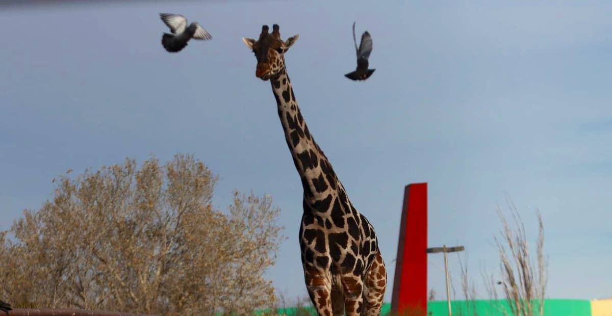 A solo horas de que Jirafa Benito viaje a su nuevo hogar en el Africam Safari en Puebla