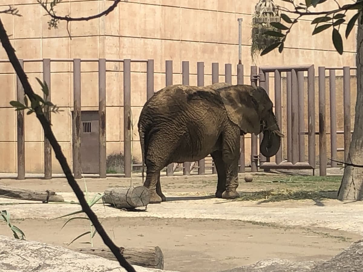 Piden rescatar a elefanta Ely de zoológico de Aragón, en CDMX