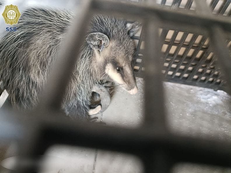 CDMX: Policías liberan a un tlacuache ¡Estaba en el baño de una oficina!