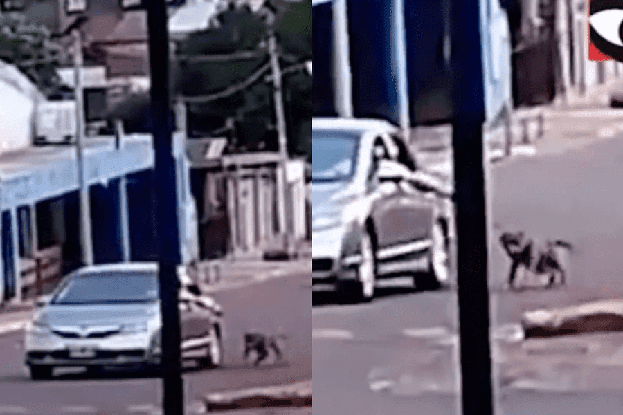 Video: Hombre es detenido por arrastrar a su perro de una soga mientras manejaba en Argentina