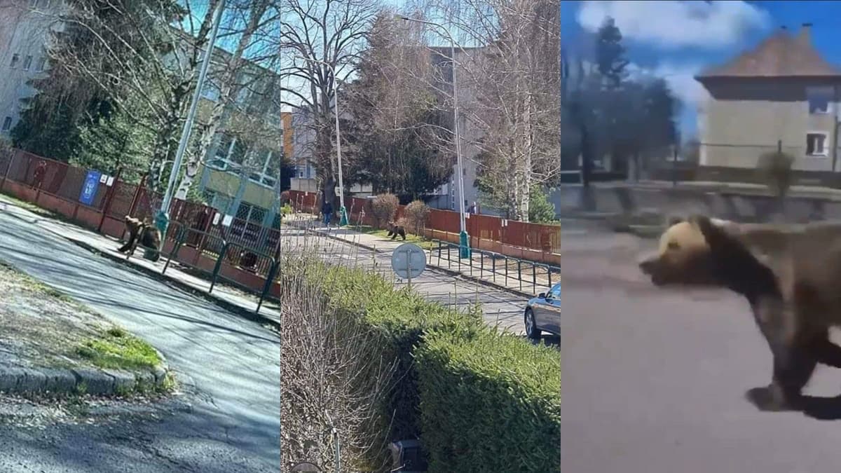 Oso ataca a cinco personas, entre ellas un niño, en Eslovaquia