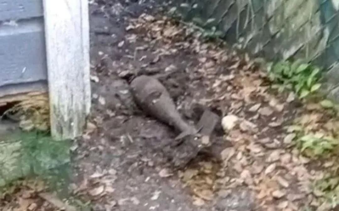 Perro desenterró una bomba militar sin explotar mientras jugaba en el patio