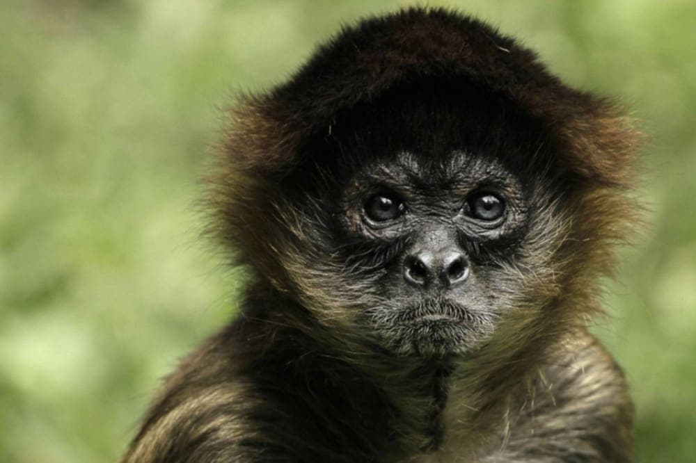 Mono araña llega a las instalaciones del Palacio Municipal nuevo en Playa del Carmen y causa sensación