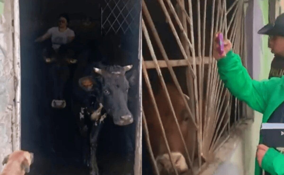 Familia vive con 29 vacas dentro de su casa por temor a que se las roben