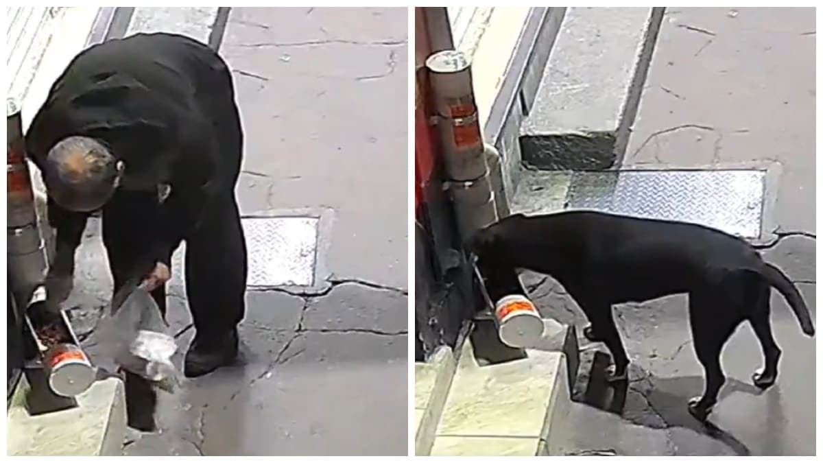 VIDEO: Hombre roba croquetas de perritos en situación de calle