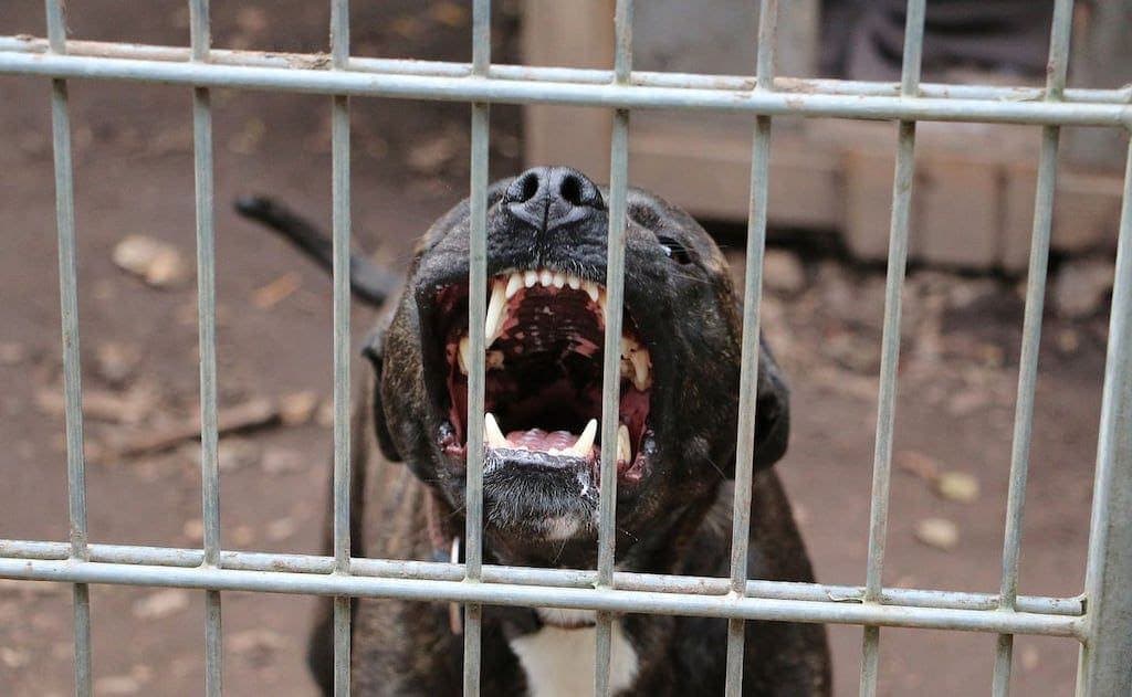 Arrestan a hombre por usar gatos como cebo para entrenar a su pitbull de pelea