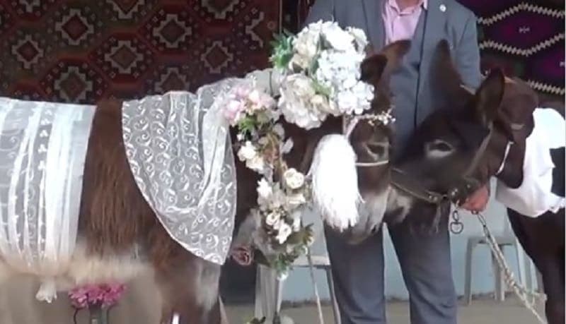 Video: Casan a dos burros para concienciar del riesgo de extinción de estos animales