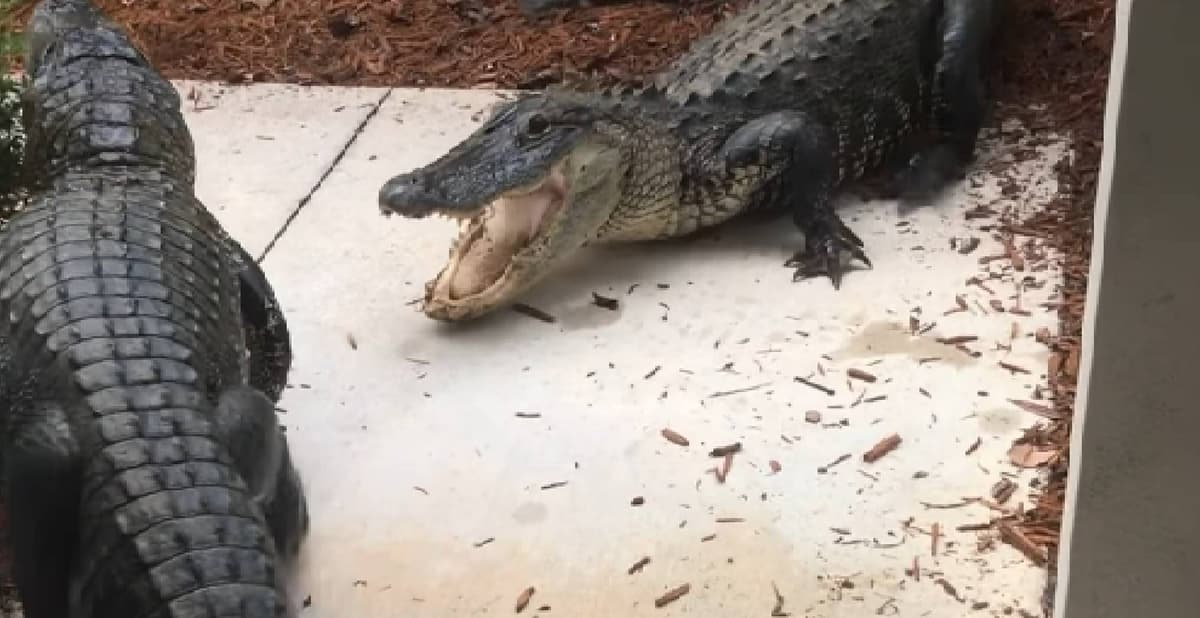 VIDEO: Pareja abre la puerta de su casa y ve a dos cocodrilos peleando
