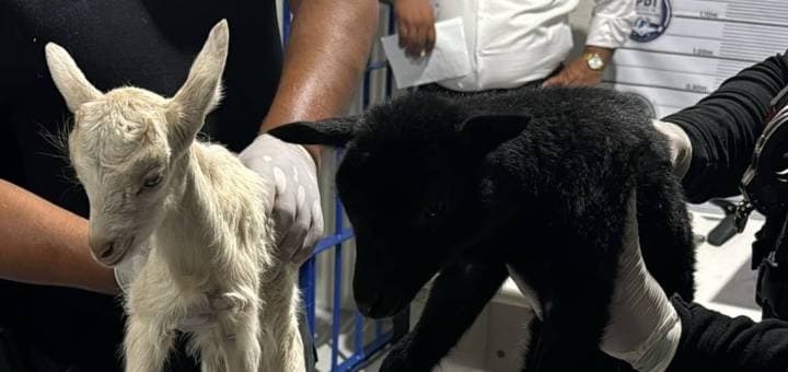 Rescatan a gallinas, chivos y tortugas que eran usados en rituales de santería en Neza, Edomex
