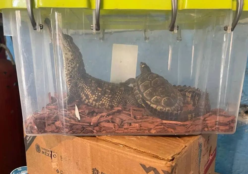 Más de 70 animales exóticos fueron rescatados por autoridades en Veracruz