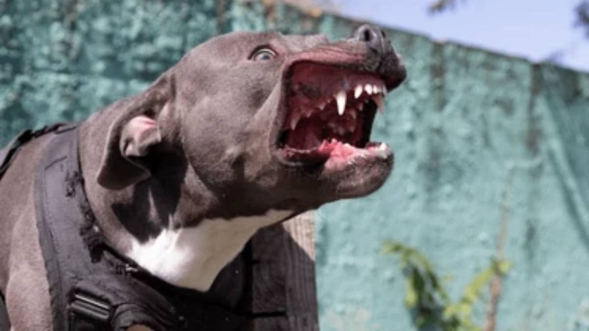 Perro pitbull mata a su dueño, un anciano de 93 años