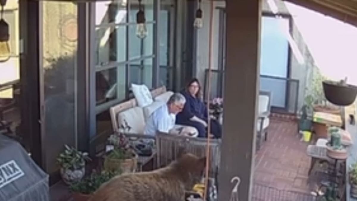 VIDEO: Mujer se vuelve viral por salvar a su perro de un oso antes que a su marido