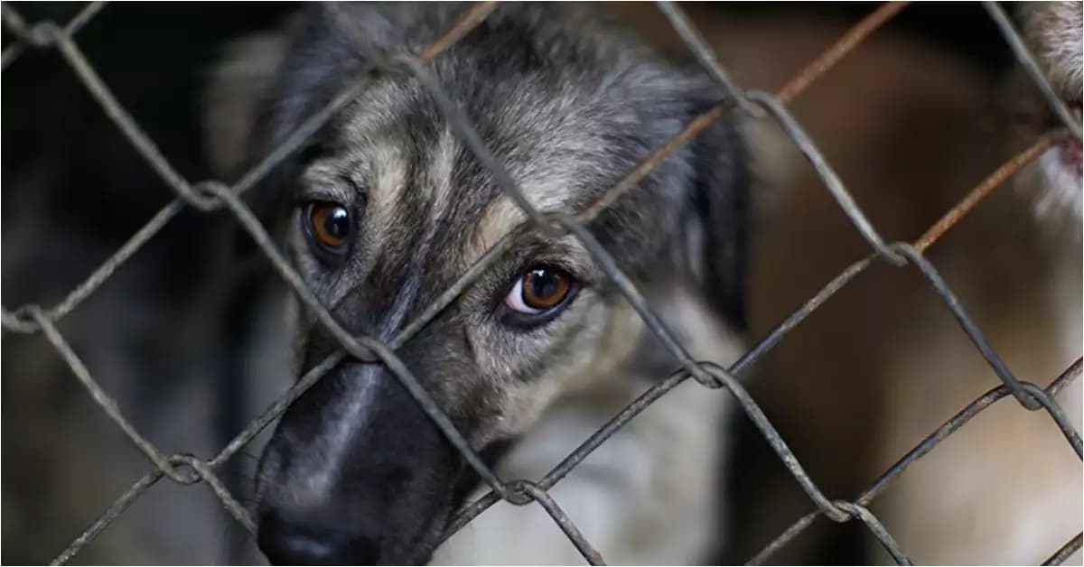 VIDEO: Mujer arrastra a perrito muerto en calles de CDMX