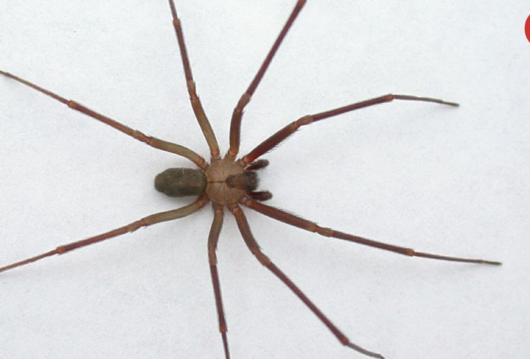 Niño fue picado por araña violinista y sobrevivió a 4 muertes clínicas