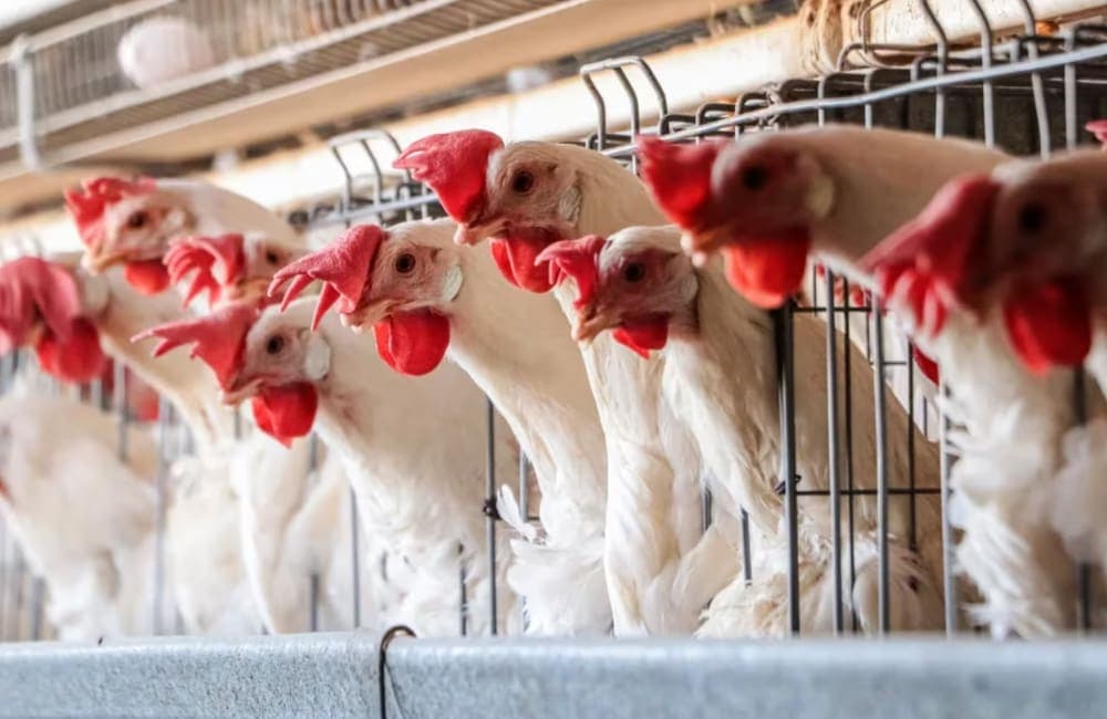 Gobierno de AMLO anuncia que terminó la emergencia sanitaria por gripe aviar en el país