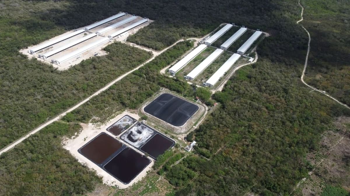 Amenaza megagranja a laguna de la zona maya de Quintana Roo