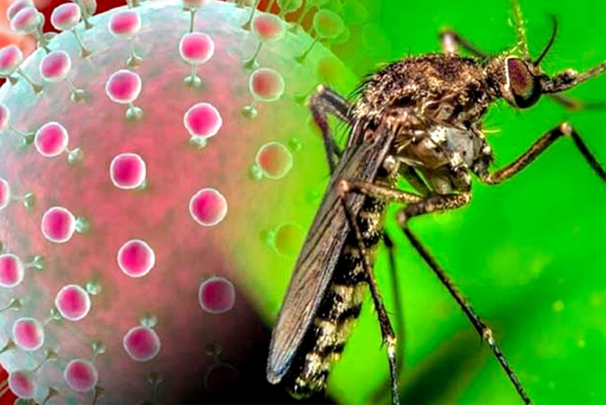Rebrota enfermedad de vector que puede confundirse con el dengue y la malaria