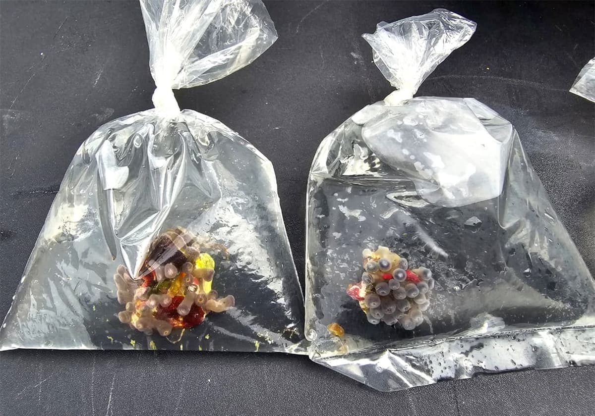 Otra vez, aseguran corales vivos en empresa de paquetería de Guadalupe, Zacatecas