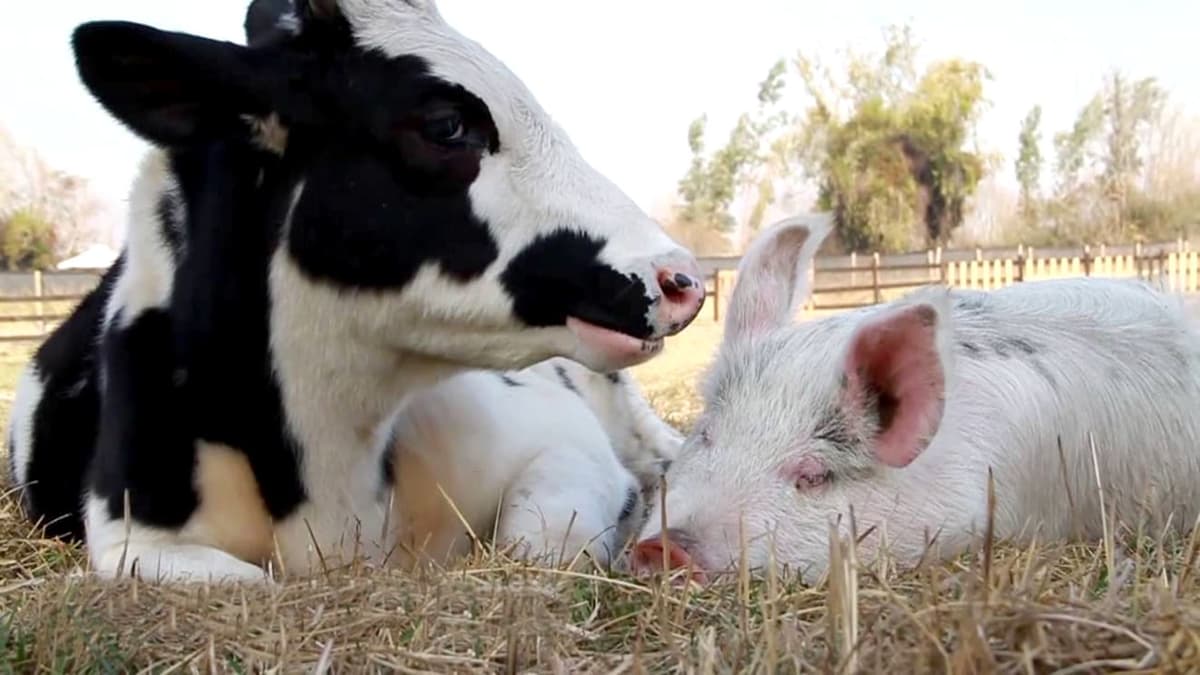 Cobrarán impuesto por flatulencias de vacas y cerdos en Dinamarca, a partir de 2030