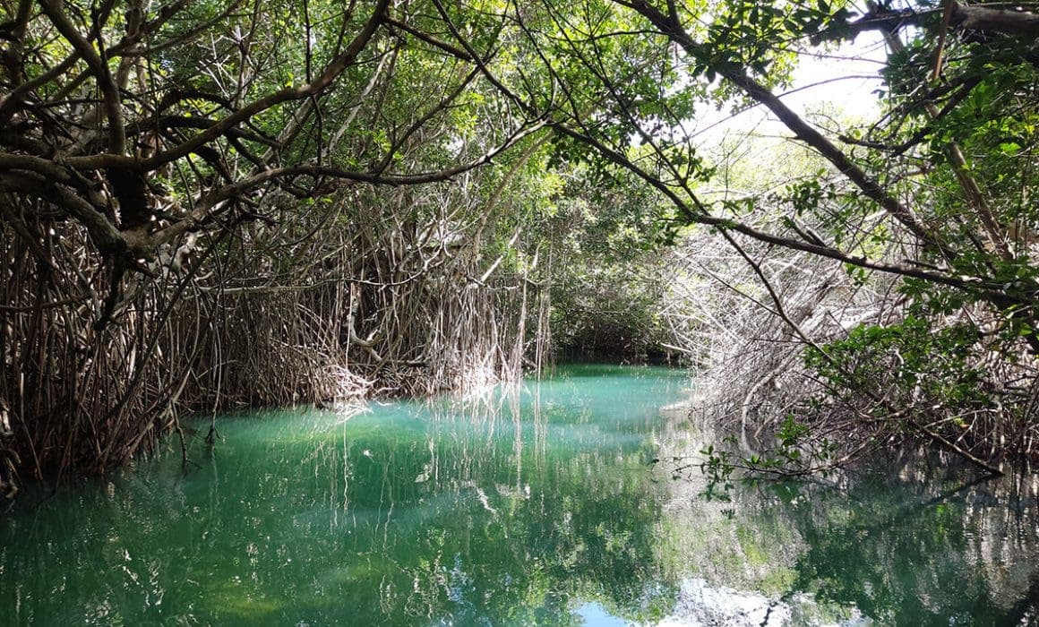 Video: Así es como los manglares nos protegen del efecto de los huracanes