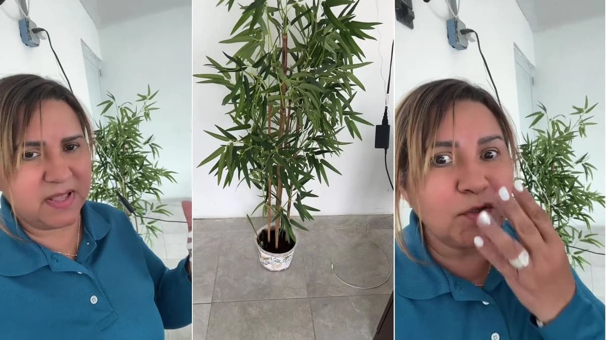 VIDEO: Mujer estuvo regando su planta por cuatro años hasta descubrir que era de plástico