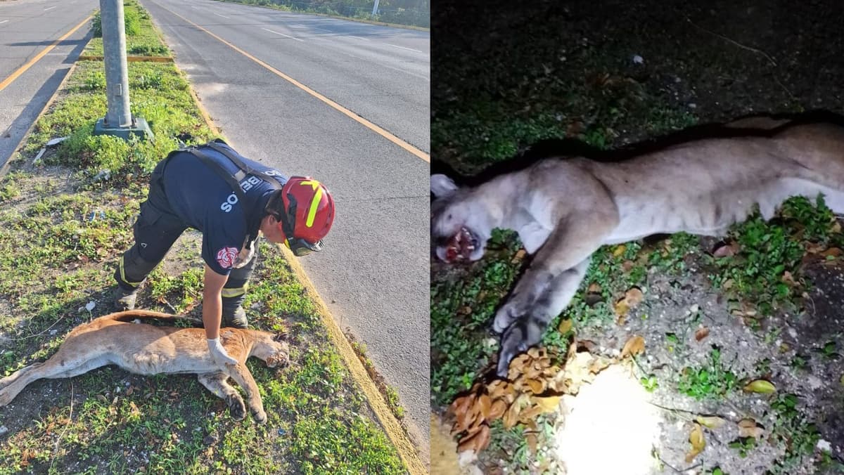 Atropellan a puma sobre la carretera federal a la altura de Xpu-Ha, Riviera Maya