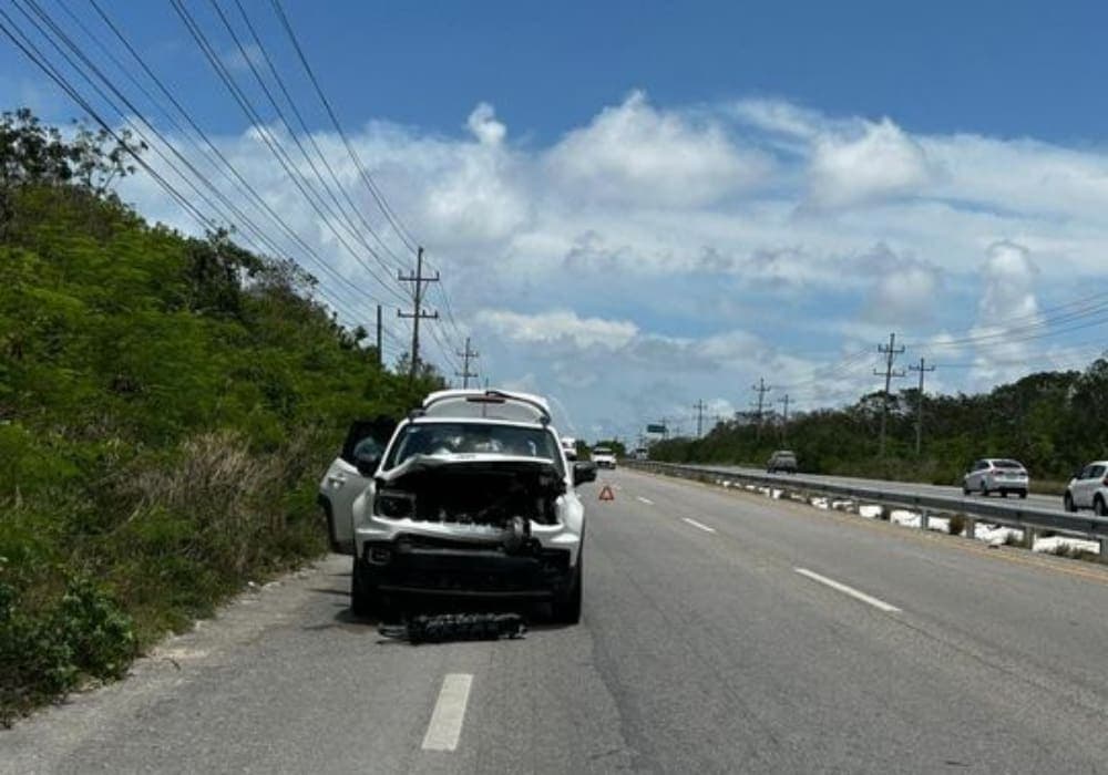 Vehículo atropella a un venado en la carretera federal 307 entre Tulum y Playa del Carmen