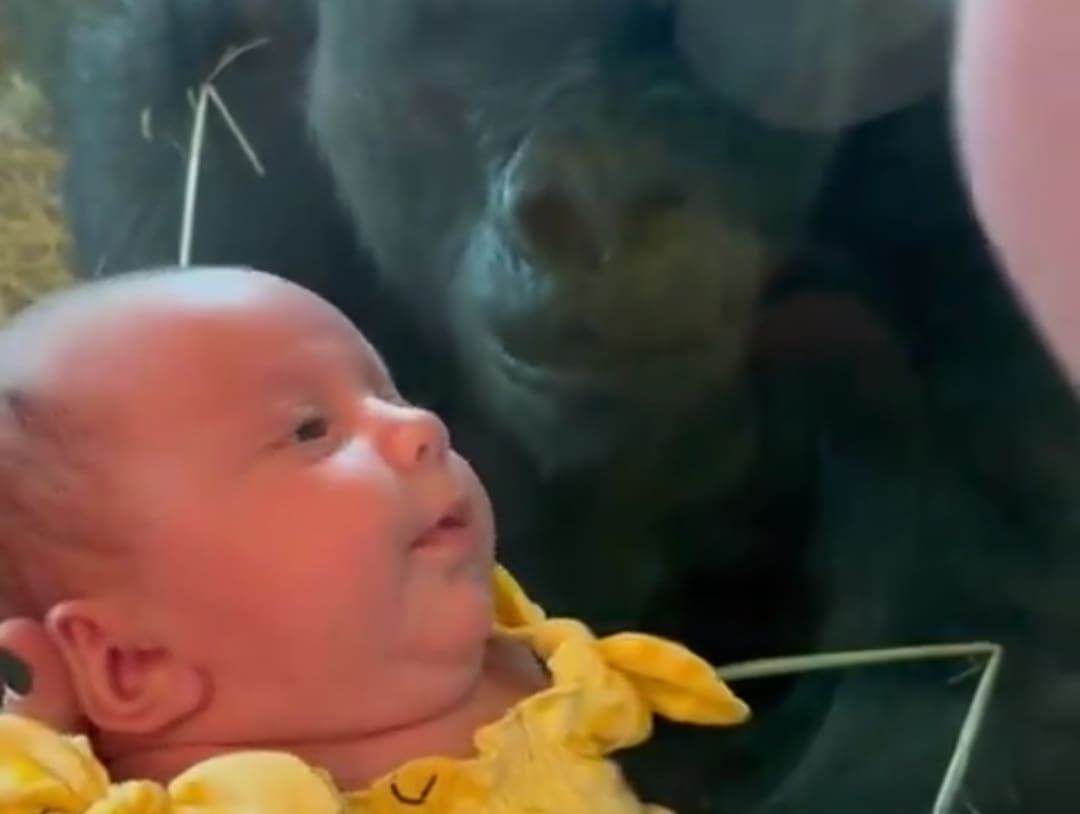 VIDEO: Gorila intenta besar a un bebé en un zoológico de Estados Unidos