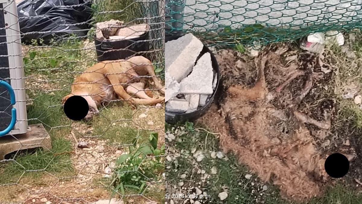 Familia sale de vacaciones y abandonan a sus perritos en Playa del Carmen; uno ya murió