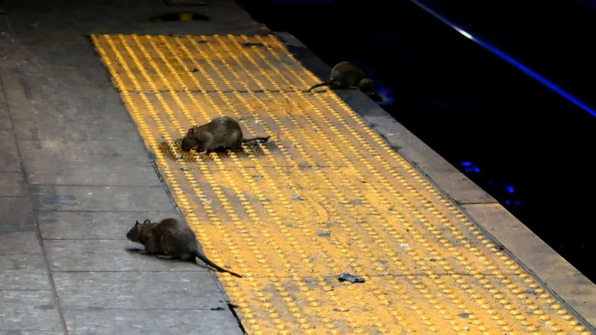 Crean en Nueva York escuadrón especial contra las ratas para eliminarlas de las calles