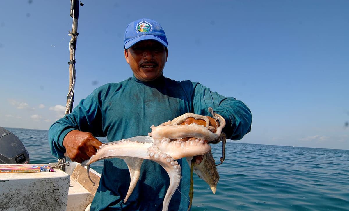 Pulpo maya es declarado “bien nacional”, mismo estatus que el tequila y el mezcal