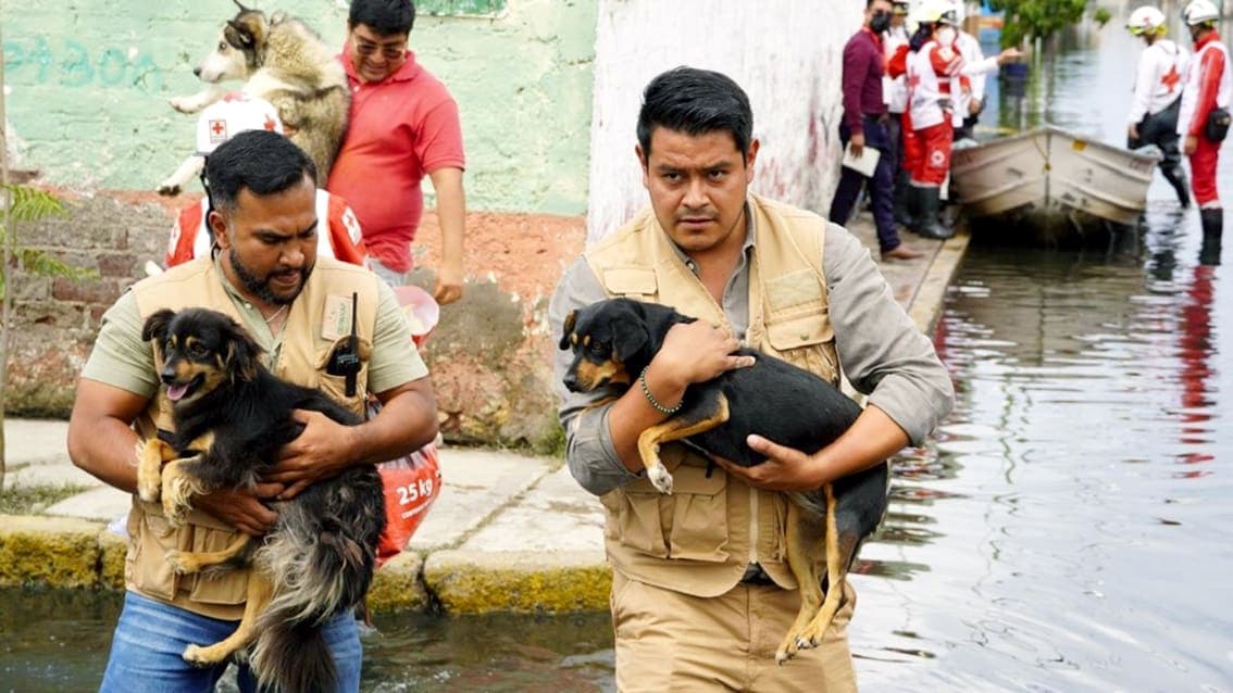 Mascotas, las otras víctimas de las lluvias en Chalco, que sigue bajo el agua