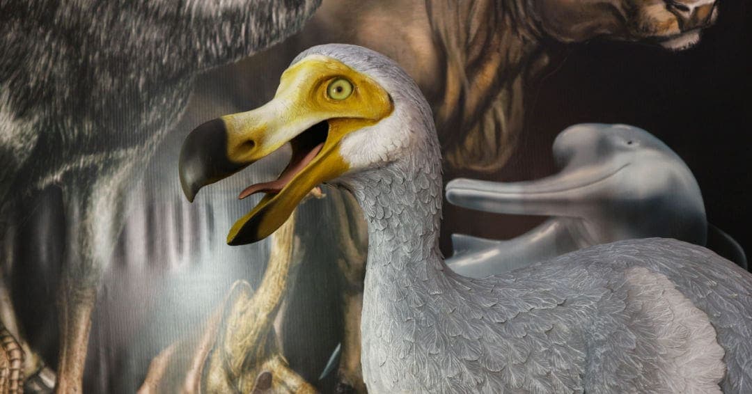 Científicos descubren que el pájaro Dodo era en realidad muy poderoso