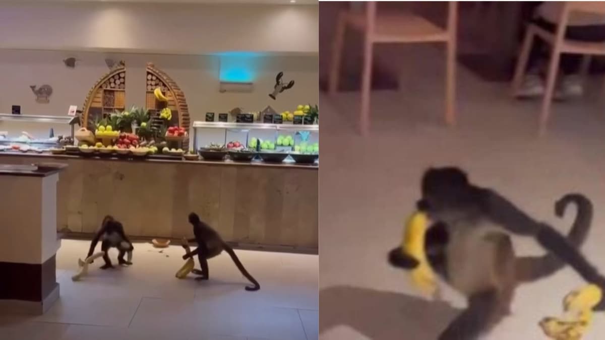Video: Monos se roban el buffet de un hotel de Cancún